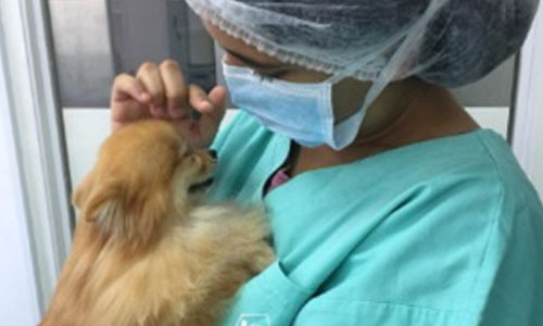 Cães, gatos e cavalos