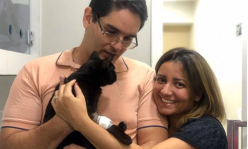 Cães, gatos e cavalos