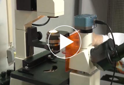 Microscopio
