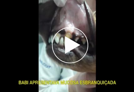 Dentição de cachorro