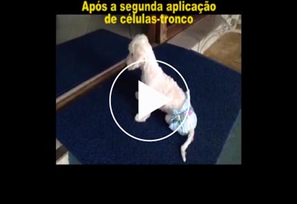 Cachorro em tratamento