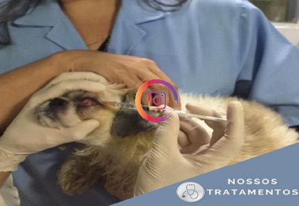 Cachorro em tratamento
