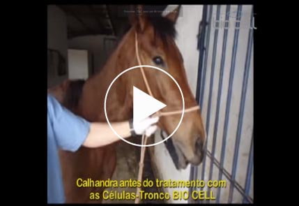 Cavalo em tratamento