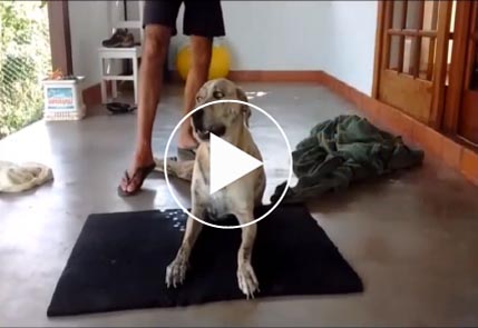 Cachorro em tratamento