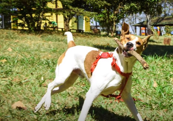 Familia com seu cachorro durante o tratamento