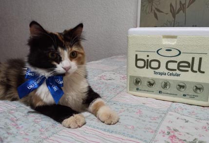Gato apos tratamento