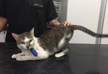 Gato tratado recebendo carinho