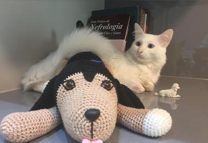 Gato tratado em cima de uma pelucia