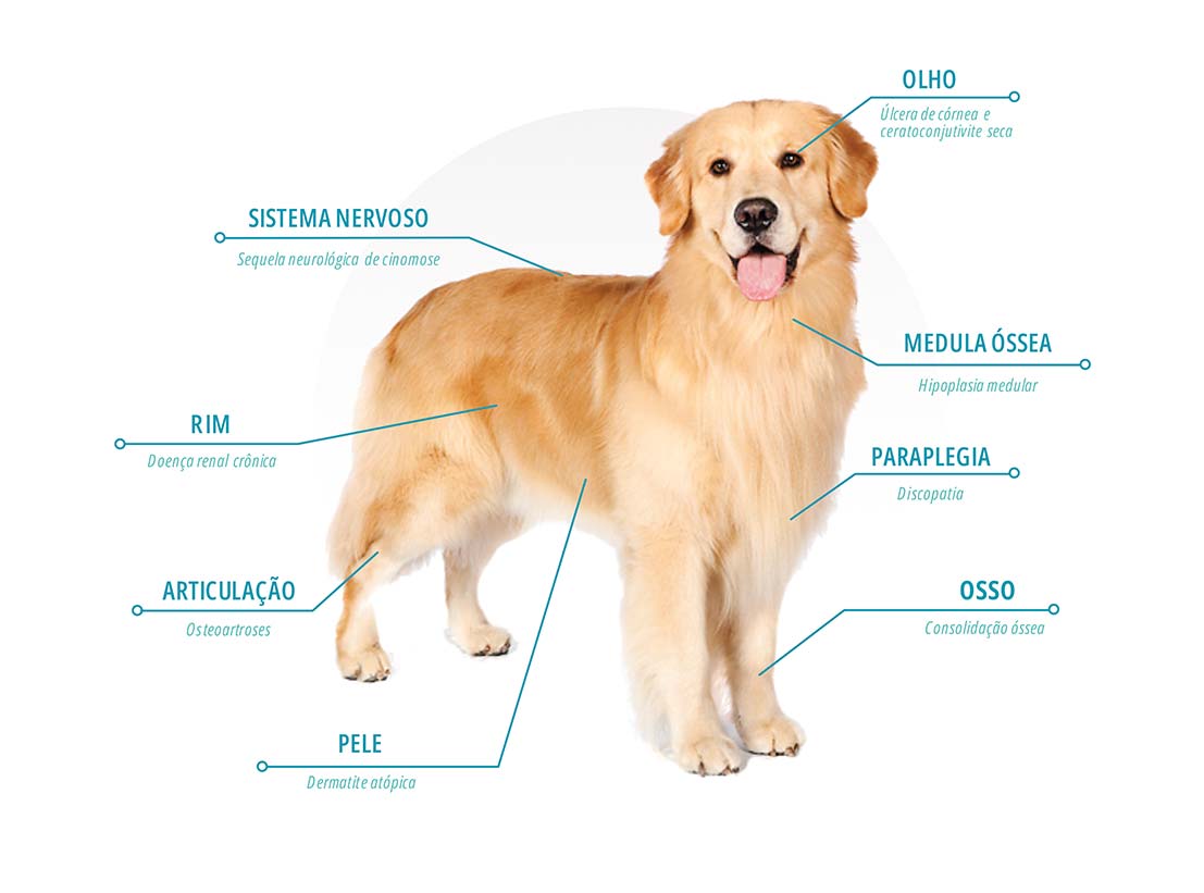 Cão