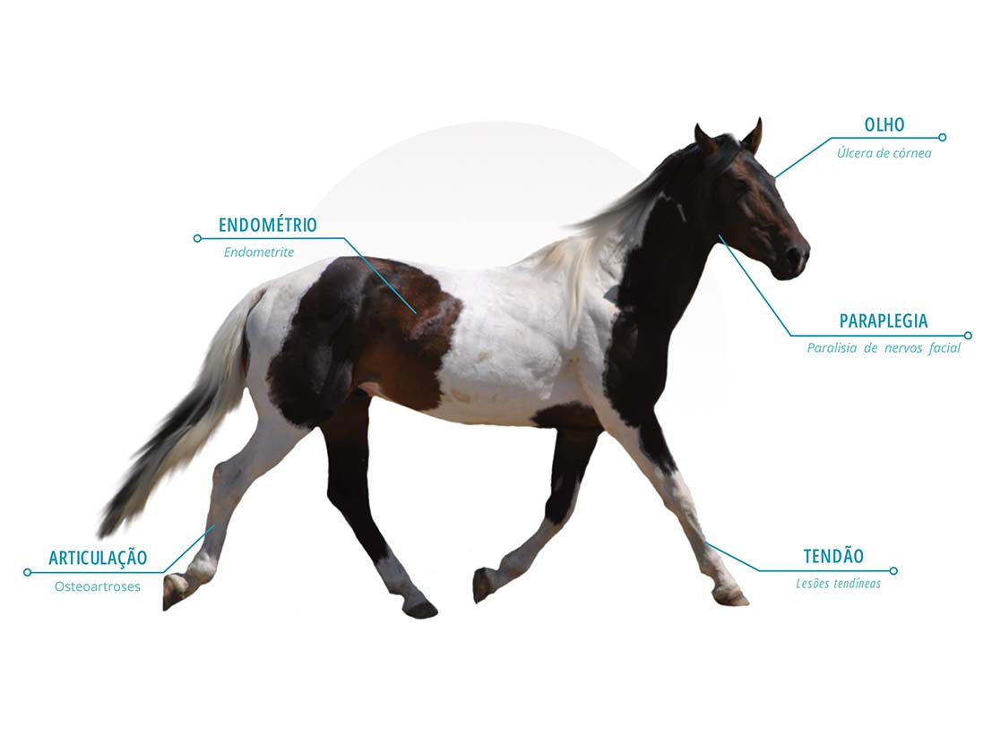 cavalo