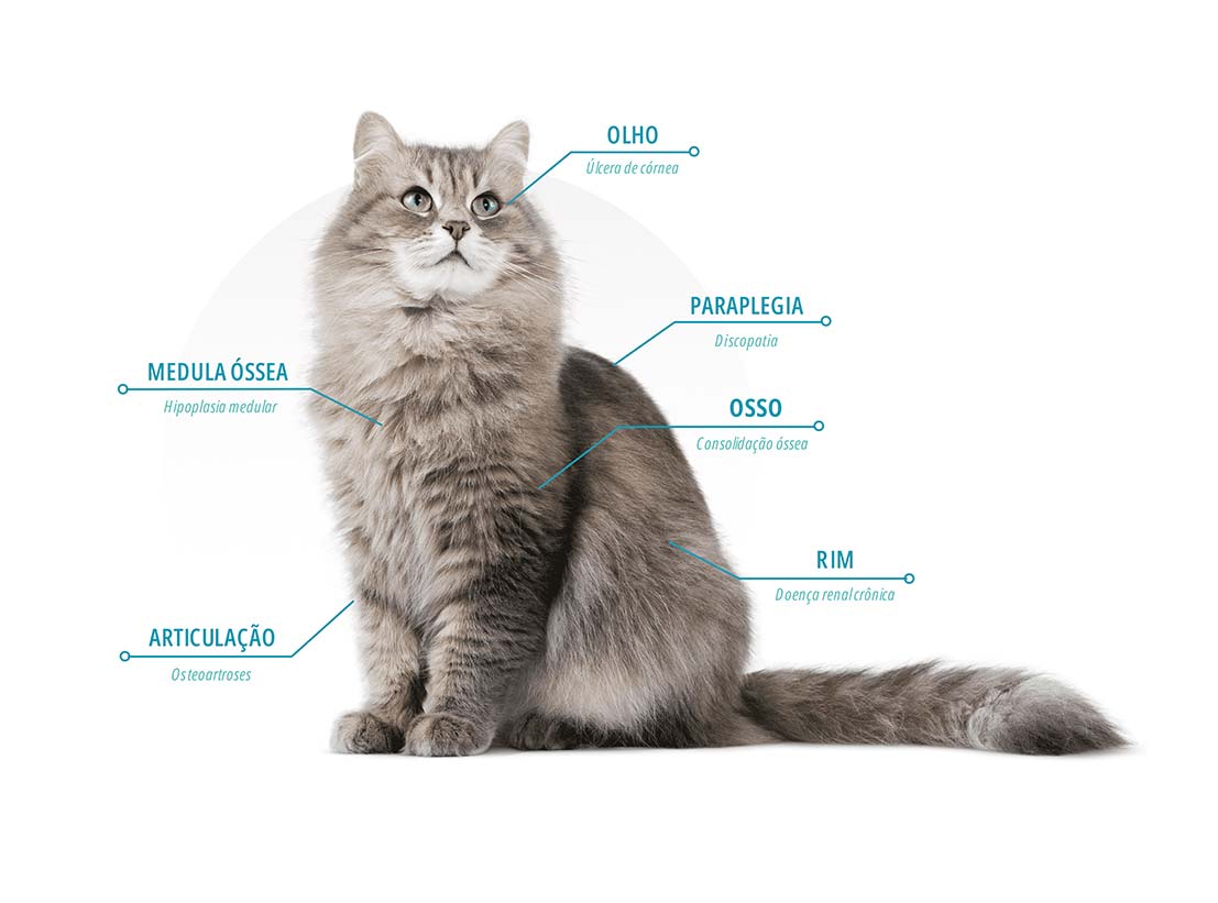 Gato